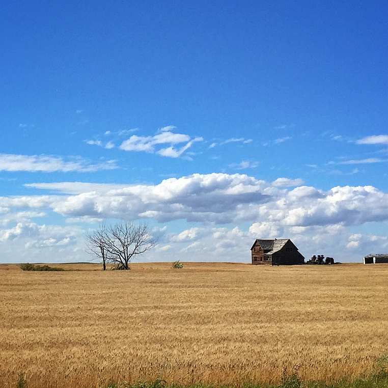 An Alberta prairie scene with golden fields under a blue sky with scattered clouds. Abandoned farm buildings and bare trees are on the horizon.