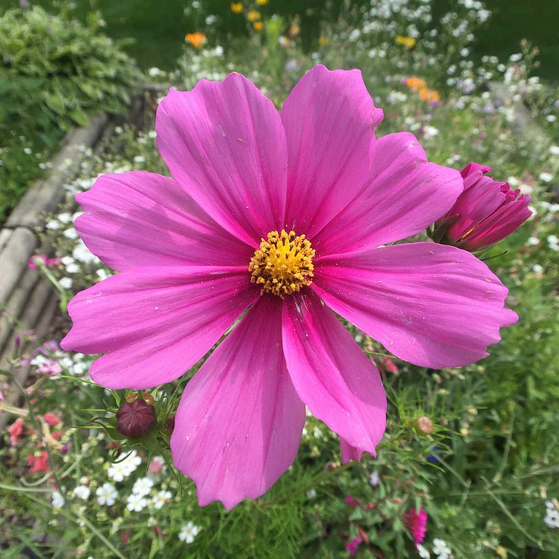 A close-up of a large pink daisy-like flower with a yellow centre.